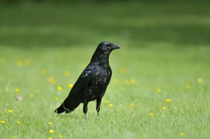 Framed Print : Carrion Crow - on grass Framed Print : Carrion Crow - on grass