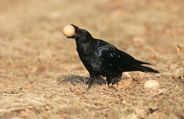 Carrion Crow - with hens egg in beak