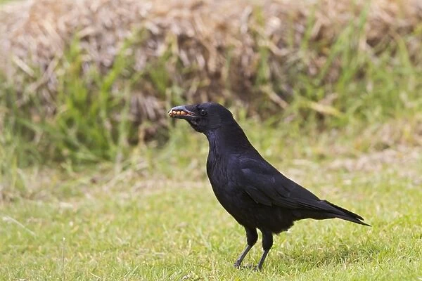 Carrion Crow - in meadow with food in mouth - Bedfordshire UK 11704