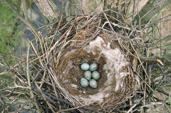 Carrion Crow - nest with eggs Europe