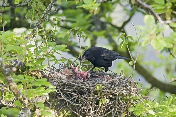 Carrion crow – at nest – feeding young West Wales UK 004426