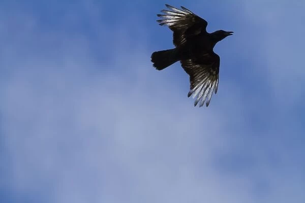 Carrion Crow - partially albino adult in flight - Wiltshire - England - UK