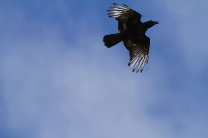 Framed Print : Carrion Crow - partially albino adult in flight - Wiltshire - England - UK Framed Print : Carrion Crow - partially albino adult in flight - Wiltshire - England - UK