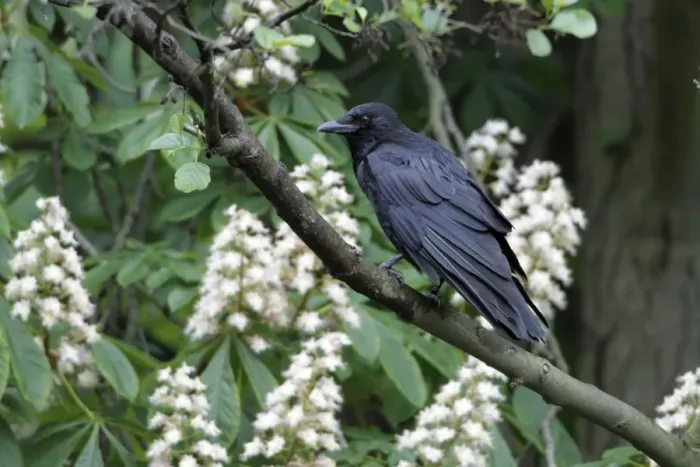 Framed Print : Carrion Crow - perched in flowering chestnut tree - Hessen - Germany Framed Print : Carrion Crow - perched in flowering chestnut tree - Hessen - Germany