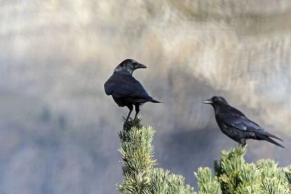 Carrion Crow - perched on a pine tree. Pyrenees - France  /  Spain