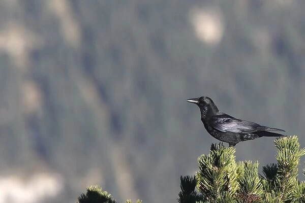 Carrion Crow - perched on a pine tree. Pyrenees - France  /  Spain