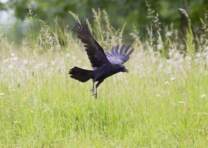 Framed Print : Carrion Crow - taking off from meadow with food in mouth - Bedfordshire UK 11708 Framed Print : Carrion Crow - taking off from meadow with food in mouth - Bedfordshire UK 11708