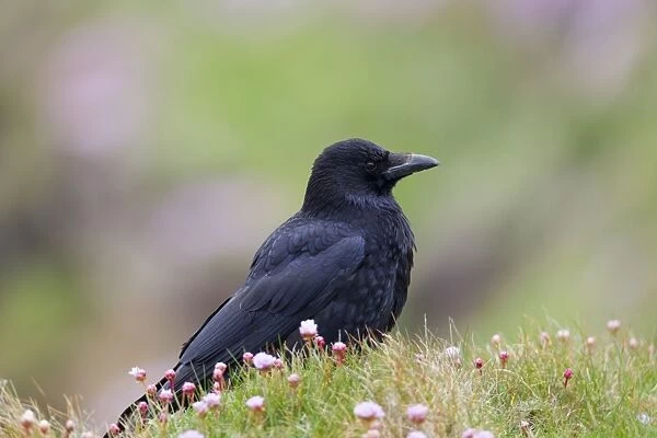Carrion Crow - in Thrift - Cornwall, UK