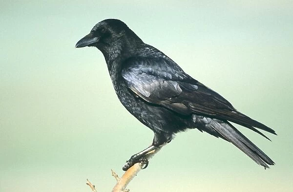 Carrion Crow - in winter