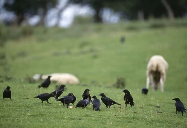 Carrion Crows JD 14431 Corvus corvus corone © John Daniels  /  ARDEA LONDON