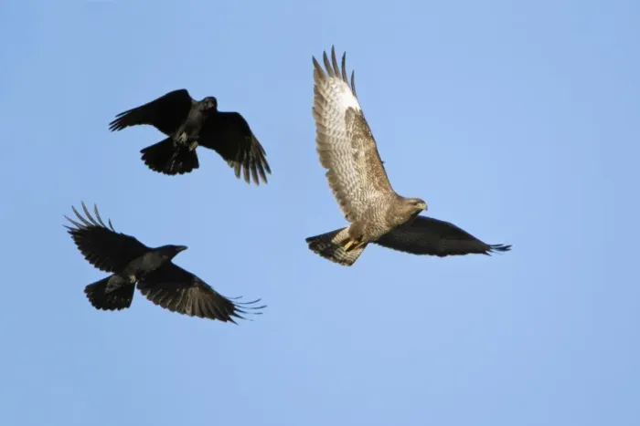 Framed Print : Carrion Crows mobbing Buzzard (Buteo buteo) - aerial attack, Lower Saxony, Germany Framed Print : Carrion Crows mobbing Buzzard (Buteo buteo) - aerial attack, Lower Saxony, Germany