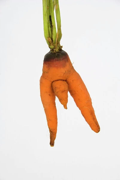 Carrot - man carrot