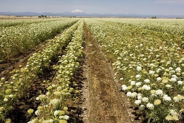 Carrots (Daucus carota) being grown as a seed crop, with Mt. Jefferson beyond, Oregon