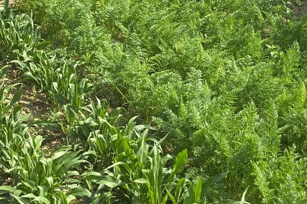Carrots and maize  /  corn growing - in Allotment  /  Vegetable Garden  /  Kitchen Garden