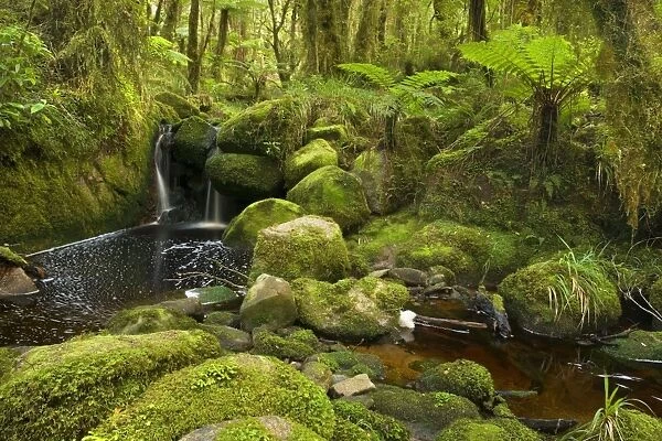 cascade in rainforest small waterfall and brook meandering through lush moss- and lichen-covered temperate rainforest Oparara Basin, Karamea region, West Coast, South Island, New Zealand