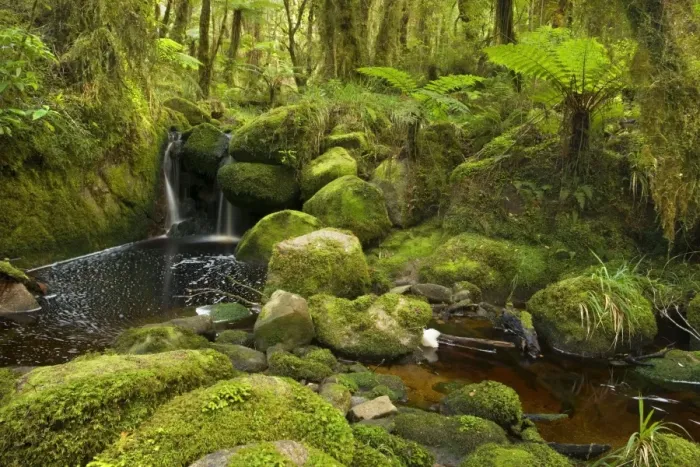 Framed Print : cascade in rainforest small waterfall and brook meandering through lush moss- and lichen-covered temperate rainforest Oparara Basin, Karamea region, West Coast, South Island, New Zealand Framed Print : cascade in rainforest small waterfall and brook meandering through lush moss- and lichen-covered temperate rainforest Oparara Basin, Karamea region, West Coast, South Island, New Zealand