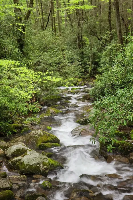 Framed Print : Cascading mountain stream, Great Smoky Mountains National Park, Tennessee, North Carolina Date: 04-05-2021