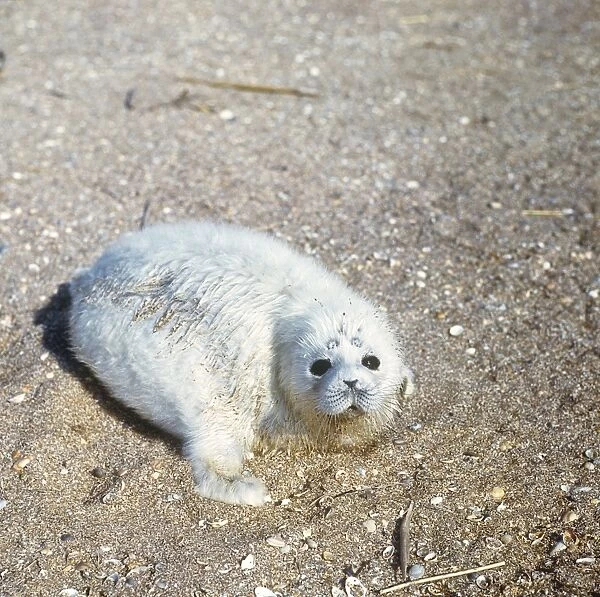 Caspian Seal - 2 - 3 days old