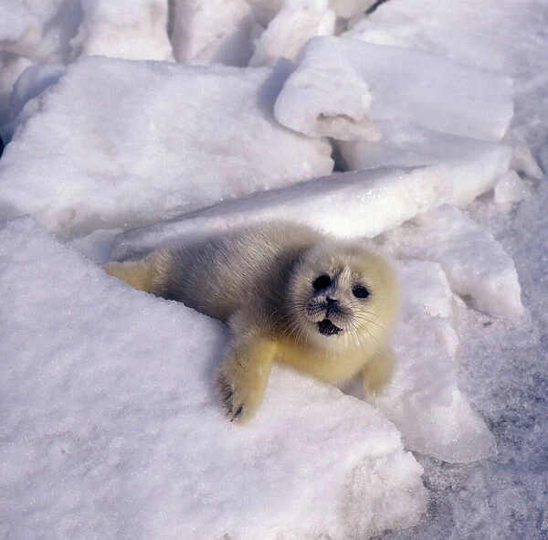 Caspian Seal - pup - fur changing from yellow to white