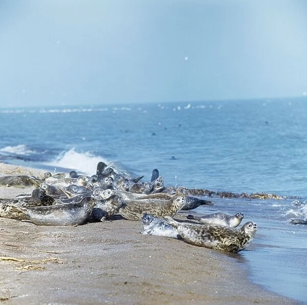 Caspian Seals - group on beach
