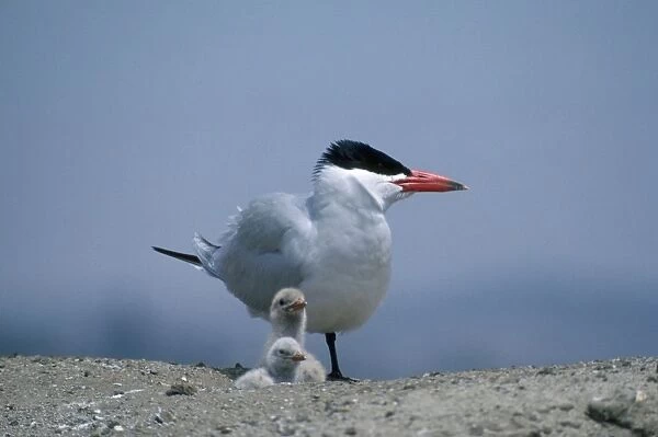 Caspian Tern - with chicks
