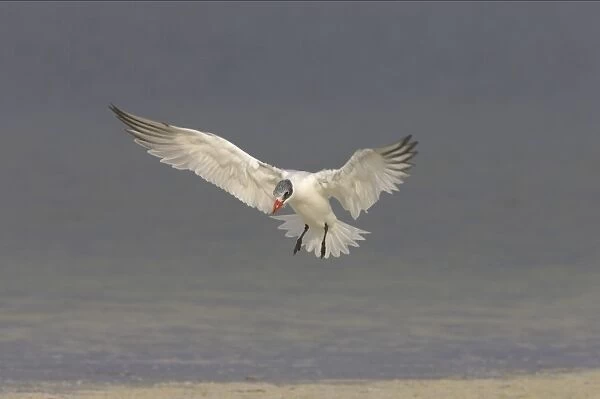 Caspian Tern coming in to land. Fort de Soto, florida, USA BI001648