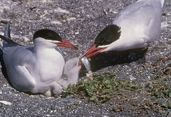 Caspian Tern - feeding chick
