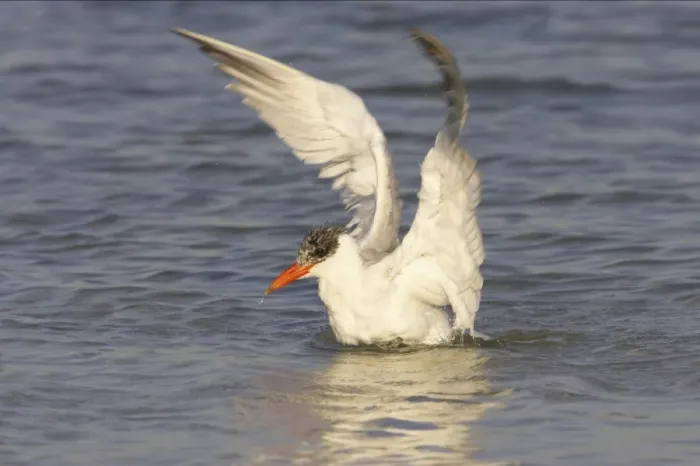 Framed Print : Caspian Tern washing. Fort de Soto, florida, USA BI001640 Framed Print : Caspian Tern washing. Fort de Soto, florida, USA BI001640