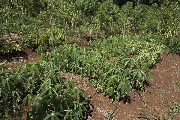 Cassava growing in a village garden in New Caledonia