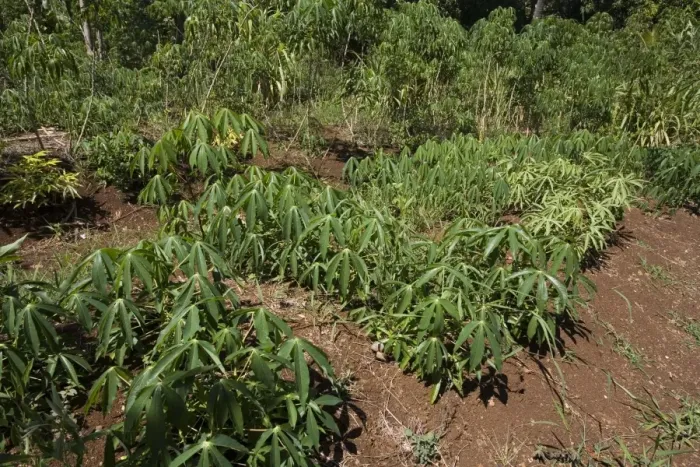 Framed Print : Cassava growing in a village garden in New Caledonia Framed Print : Cassava growing in a village garden in New Caledonia