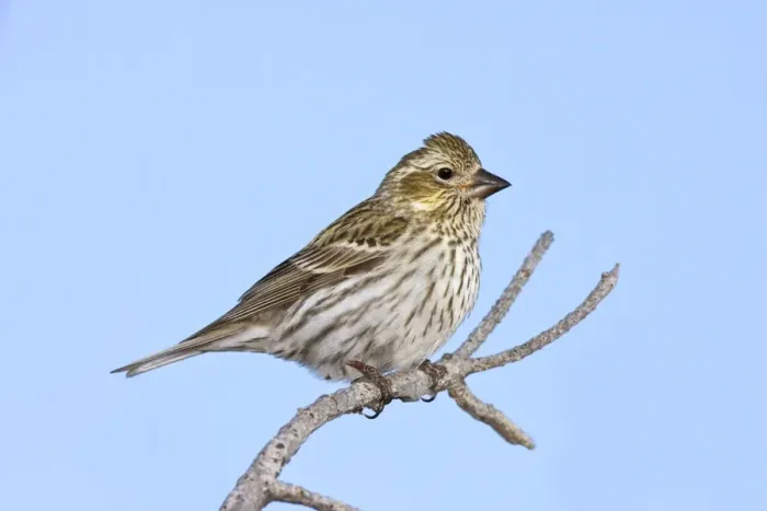 Framed Print : Cassin's Finch - female in winter. New Mexico in February Framed Print : Cassin's Finch - female in winter. New Mexico in February