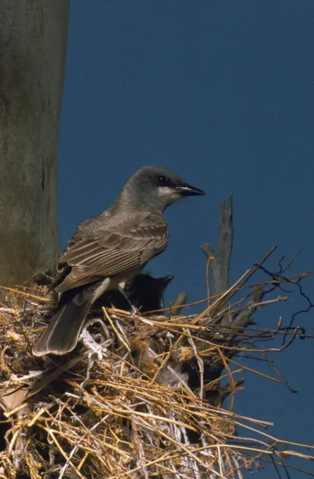 Framed Print : Cassin's Kingbird - at nest Framed Print : Cassin's Kingbird - at nest