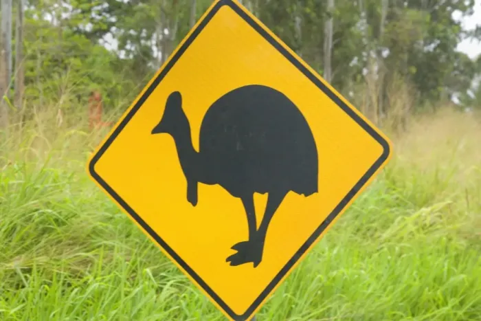 Framed Print : Cassowary warning sign - roads and traffic are big threats for the Southern Cassowary which often cross roads because they cut through their territory. In the few areas where there are still cassowary populations