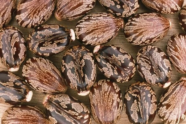 Castor Oil Seeds JLMO 1338 Ricinus communis © John Mason  /  ARDEA LONDON