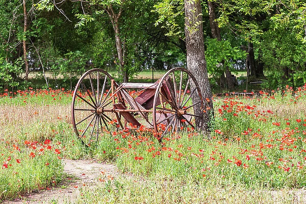 Castroville, Texas, USA. (Editorial Use Only) Rusted antique farm equipment in a field of poppies. (Editorial Use Only) Date: 12-04-2021