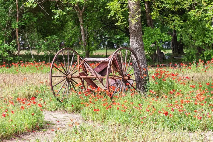 Framed Print : Castroville, Texas, USA. (Editorial Use Only) Rusted antique farm equipment in a field of poppies. (Editorial Use Only) Date: 12-04-2021 Framed Print : Castroville, Texas, USA. (Editorial Use Only) Rusted antique farm equipment in a field of poppies. (Editorial Use Only) Date: 12-04-2021