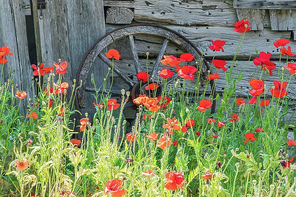 Castroville, Texas, USA. Poppies and historic buildings in the Texas Hill Country. Date: 12-04-2021