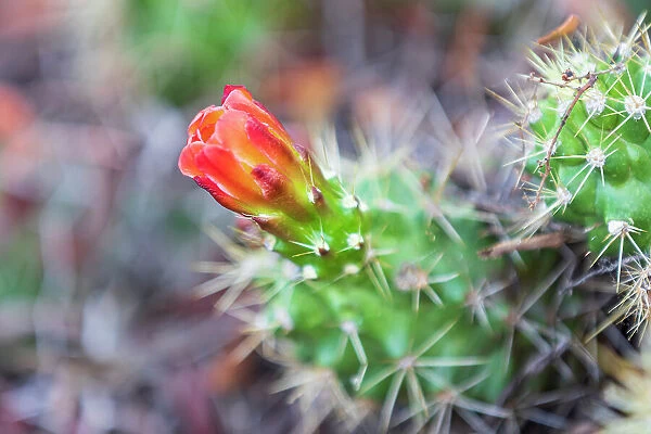 Castroville, Texas, USA. Prickly pear flower in the Texas Hill Country. Date: 12-04-2021