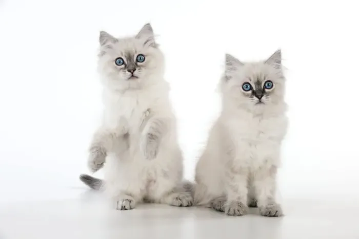 Framed Print : CAT - 10 week old ragdoll kittens Framed Print : CAT - 10 week old ragdoll kittens