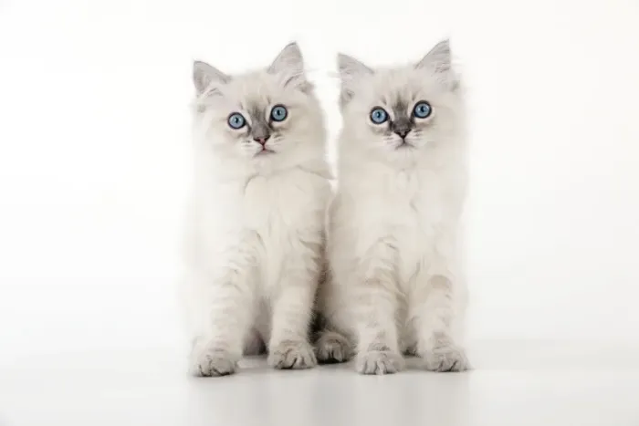 Framed Print : CAT - 10 week old ragdoll kittens Framed Print : CAT - 10 week old ragdoll kittens