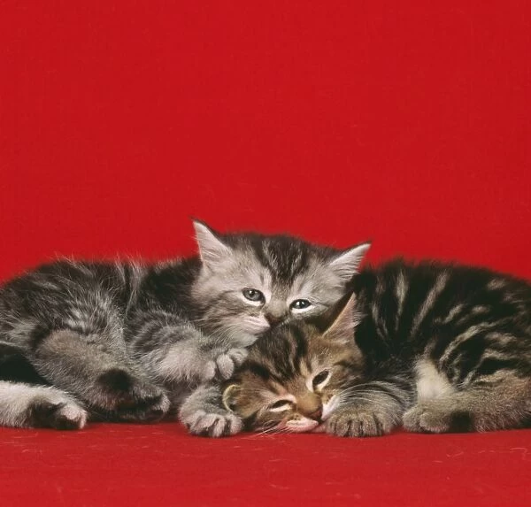 Cat - 2 kittens