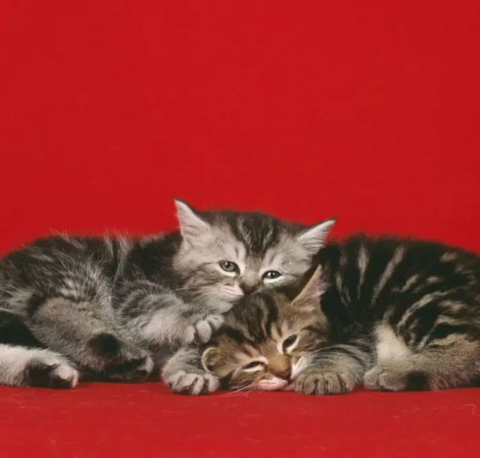 Framed Print : Cat - 2 kittens