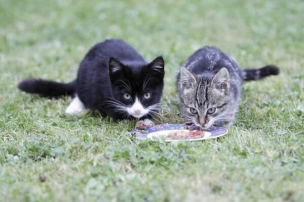 Cat, 2 kittens feeding from plate in garden, Lower Saxony, Germany