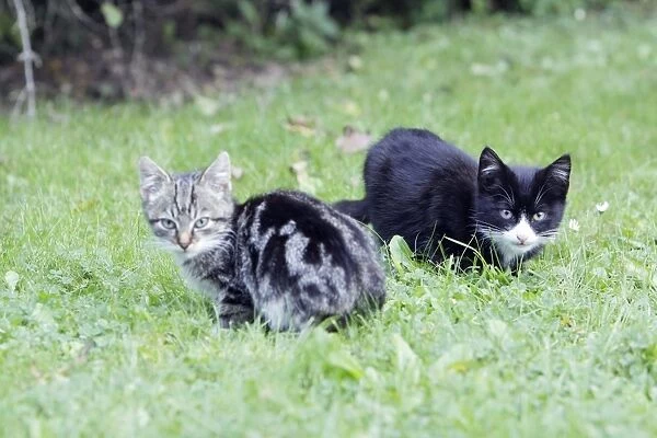 Cat, 2 kittens in garden, Lower Saxony, Germany