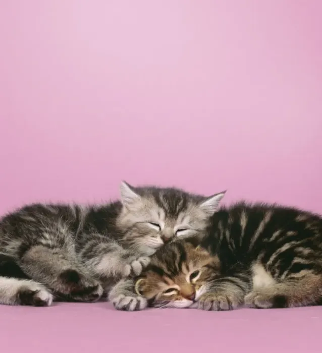 Framed Print : Cat - 2 kittens lying down together Digital Manipulation: background colour, eyes closed Framed Print : Cat - 2 kittens lying down together Digital Manipulation: background colour, eyes closed