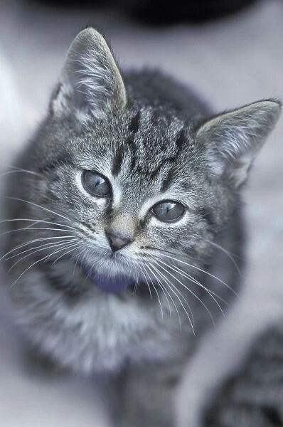 Cat - 5 - 6 week old kitten - Santa Cruz Society for the Prevention of Cruelty to Animals - Santa Cruz - CA - USA