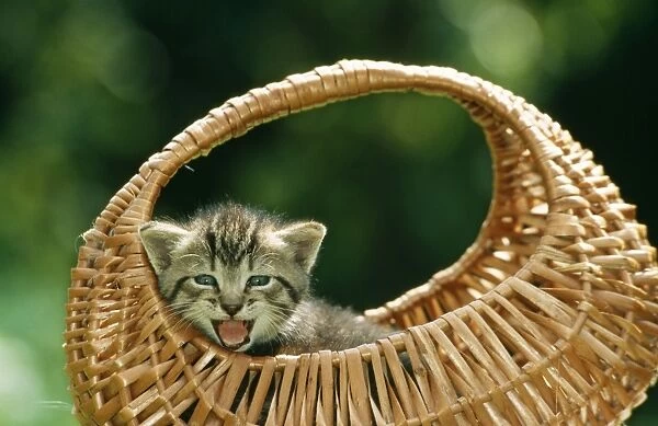 Cat ME 566 Tabby kitten in basket, Meowing. © Johan & Santina De Meester  /  ARDEA LONDON