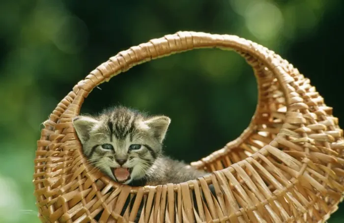 Framed Print : Cat ME 566 Tabby kitten in basket, Meowing. © Johan & Santina De Meester / ARDEA LONDON Framed Print : Cat ME 566 Tabby kitten in basket, Meowing. © Johan & Santina De Meester / ARDEA LONDON
