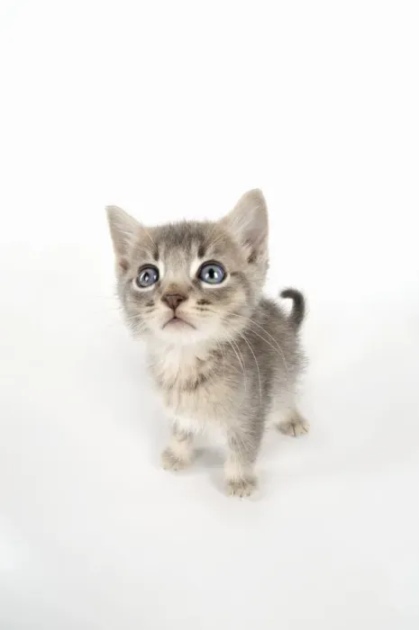 Framed Print : Cat - 6 week old Somali cross Asian kitten