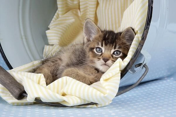 Cat - 6 week old Somali cross Asian kitten in bucket